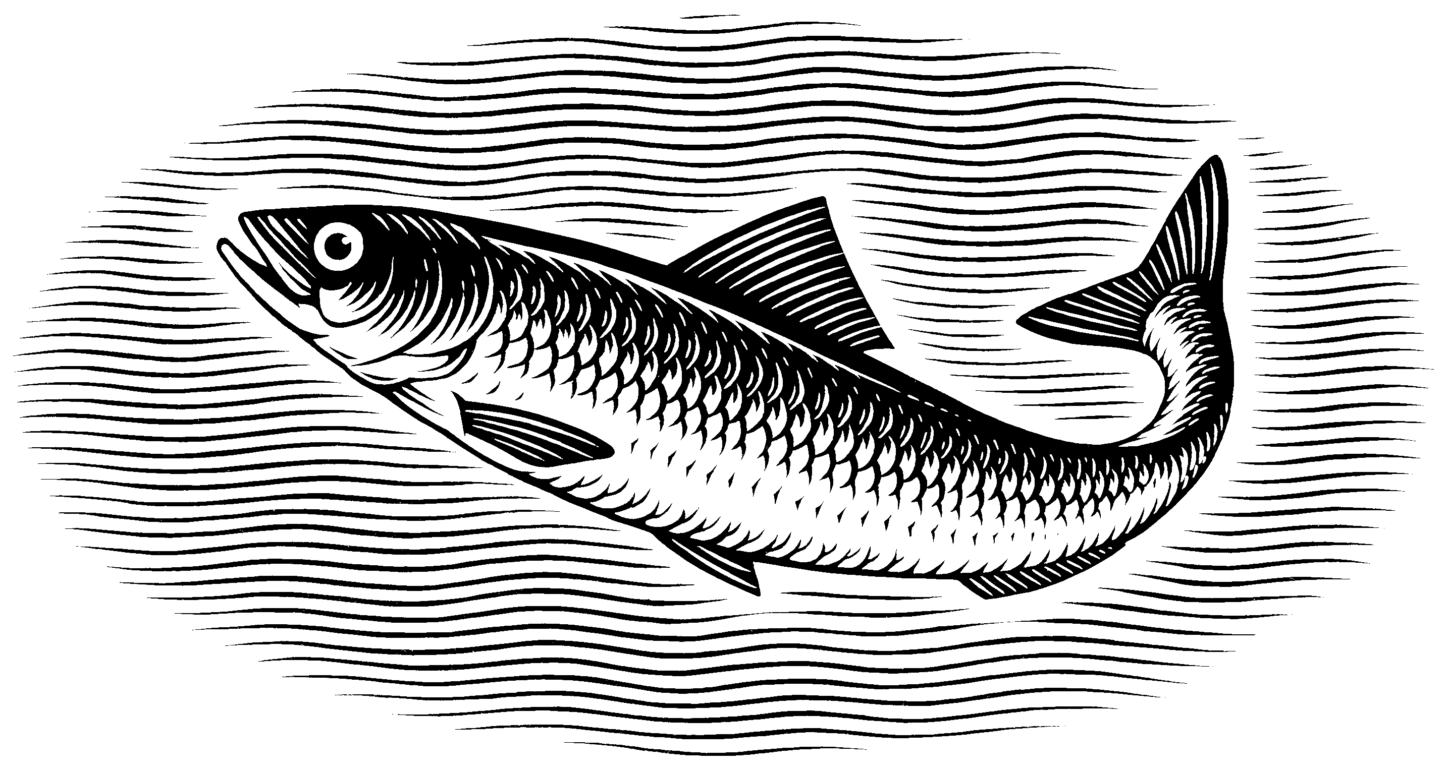 Sardine with Curved Tail Up